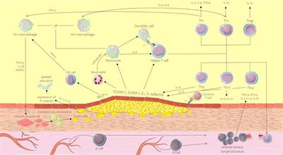 Molecular and cellular mechanisms of inflammation in atherosclerosis